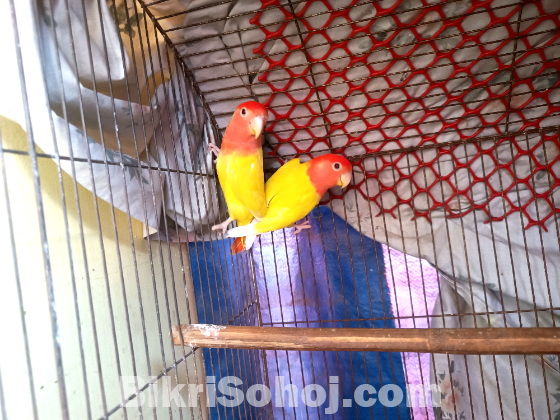 রেড হেডেড লোটিনো অপালাইন লাভবার্ডস